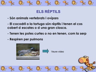 ELS RÈPTILS
- Són animals vertebrats i ovípars
- El cocodril o la tortuga són rèptils i tenen el cos
cobert d escates o d una gran closca.
- Tenen les potes curtes o no en tenen, com la serp
- Respiren per pulmons


                              Veure video
 