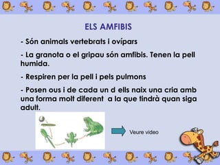 ELS AMFIBIS
- Són animals vertebrats i ovípars
- La granota o el gripau són amfibis. Tenen la pell
humida.
- Respiren per la pell i pels pulmons
- Posen ous i de cada un d ells naix una cria amb
una forma molt diferent a la que tindrà quan siga
adult.


                                Veure video
 