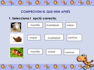 COMPROVEM EL QUE HEM APRÉS

1. Selecciona l opció correcta:

              mamífer   invertebrat     ovípar




             vivípar     invertebrat     carnívor




              mamífer    ovípar        carnívor
 