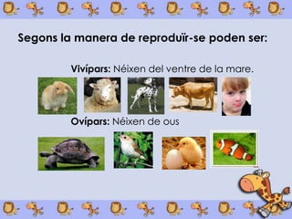 Segons la manera de reproduïr-se poden ser:

         Vivípars: Néixen del ventre de la mare.




         Ovípars: Néixen de ous
 