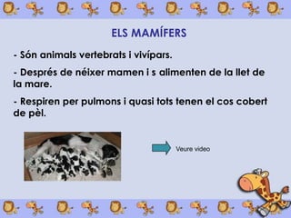 ELS MAMÍFERS
- Són animals vertebrats i vivípars.
- Després de néixer mamen i s alimenten de la llet de
la mare.
- Respiren per pulmons i quasi tots tenen el cos cobert
de pèl.


                                       Veure video
 