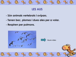 LES AUS

- Són animals vertebrats i ovípars.
- Tenen bec, plomes i dues ales per a volar.
- Respiren per pulmons.




                                      Veure video
 