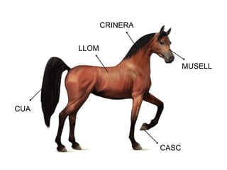 MUSELL
CUA
CASC
CRINERA
LLOM
 
