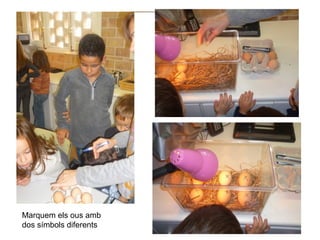 Marquem els ous amb
dos símbols diferents
 