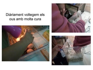 Diàriament voltegem els
ous amb molta cura
 