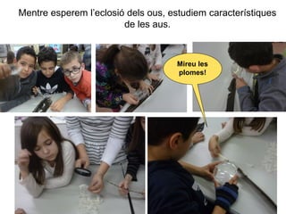 Mentre esperem l’eclosió dels ous, estudiem característiques
de les aus.
Mireu les
plomes!
 