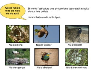 El niu és l’estructura que proporciona seguretat i aixopluc
als ous i els pollets.
Hem trobat nius de molts tipus.
Niu de teixidorNiu de merla Niu d’oreneta
Niu de cigonya Niu d’ànec coll verdNiu d’abellarol
Quina funció
tene els nius
de les aus?
 