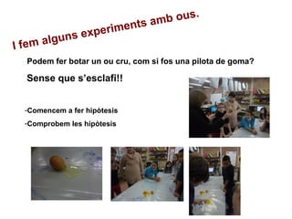 Podem fer botar un ou cru, com si fos una pilota de goma?
Sense que s’esclafi!!
-Comencem a fer hipòtesis
-Comprobem les hipòtesis
I fem alguns experiments amb ous.
 