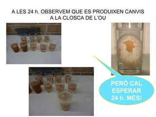 A LES 24 h. OBSERVEM QUE ES PRODUIXEN CANVIS
A LA CLOSCA DE L’OU
PERÒ CAL
ESPERAR
24 h. MÉS!
 