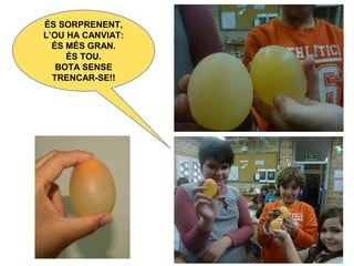 ÉS SORPRENENT,
L’OU HA CANVIAT:
ÉS MÉS GRAN.
ÉS TOU.
BOTA SENSE
TRENCAR-SE!!
 