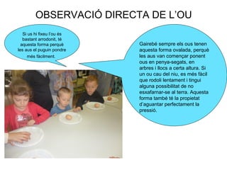OBSERVACIÓ DIRECTA DE L’OU
Si us hi fixeu l’ou és
bastant arrodonit, té
aquesta forma perquè
les aus el puguin pondre
més fàcilment.
Gairebé sempre els ous tenen
aquesta forma ovalada, perquè
les aus van començar ponent
ous en penya-segats, en
arbres i llocs a certa altura. Si
un ou cau del niu, es més fàcil
que rodoli lentament i tingui
alguna possibilitat de no
esxafarnar-se al terra. Aquesta
forma també té la propietat
d’aguantar perfectament la
pressió.
 