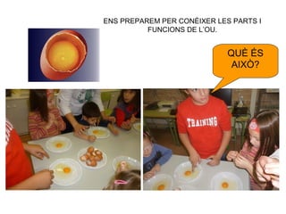 QUÈ ÉS
AIXÒ?
ENS PREPAREM PER CONÈIXER LES PARTS I
FUNCIONS DE L’OU.
 