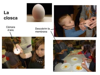 La
closca
Càmara
d’aire
Descobrim la
membrana
 