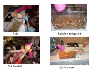 Palla
Punt de calor
Recipient transparent
Ous fecundats
 