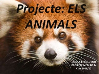 Projecte: ELS
ANIMALS
ESCOLA EL COLOMER
PROJECTE MEDI DE 1r
Curs 2016/17
 