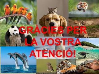 GRÀCIES PER
LA VOSTRA
ATENCIÓ!
 
