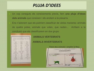  Un cop coneguts els coneixements previs, fem una pluja d’idees
dels animals que coneixen i els anotem a la pissarra.
 Ens n’adonem que els podríem classificar de vàries maneres: animals
de quatre potes, animals que volen, que neden... Arribem a la
conclusió que els classificarem en dos grups:
ANIMALS VERTEBRATS
ANIMALS INVERTEBRATS
Triem dos animals i omplim la fitxa
PLUJA D’IDEES
 