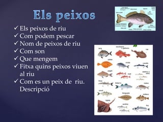  Els peixos de riu
 Com podem pescar
 Nom de peixos de riu
 Com son
 Que mengem
 Fitxa quins peixos viuen
al riu
 Com es un peix de riu.
Descripció
 