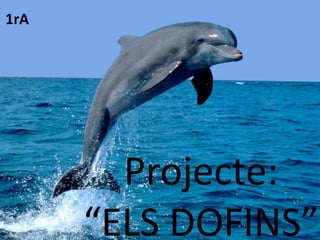 1rA




        Projecte:
      “ELS DOFINS”
 