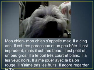 Mon chien- mon chiens’appellemax. Il a cinq ans. Il est trèsparesseux et un peu bête. Il est imprudent, maisil est trèsbeau. Il est petit et un peu gros. Il a lepoiltrèscourt et blanc. Il a les yeuxnoirs. Ilaimejoueraveclebalonrouge. Iln’aime pas les fruits. Iladoreregarder la TV