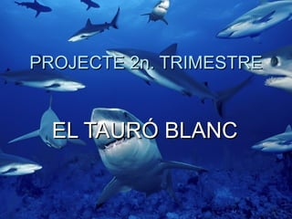 PROJECTE 2n. TRIMESTRE


  EL TAURÓ BLANC
 