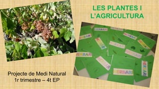 LES PLANTES I
L’AGRICULTURA
Projecte de Medi Natural
1r trimestre – 4t EP
 