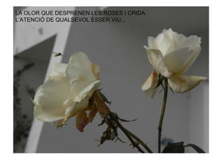 LA OLOR QUE DESPRENEN LES ROSES I CRIDA L’ATENCIÓ DE QUALSEVOL ÉSSER VIU...