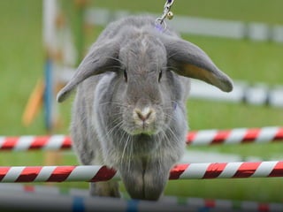 Quins esports hi ha amb
animals?
 
