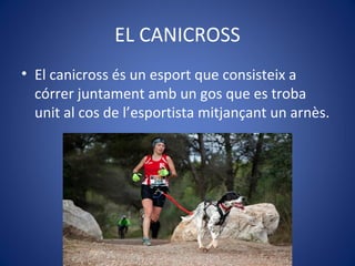 EL CANICROSS
• El canicross és un esport que consisteix a
córrer juntament amb un gos que es troba
unit al cos de l’esportista mitjançant un arnès.
 