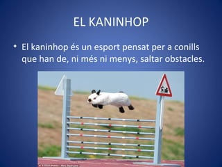 EL KANINHOP
• El kaninhop és un esport pensat per a conills
que han de, ni més ni menys, saltar obstacles.
 