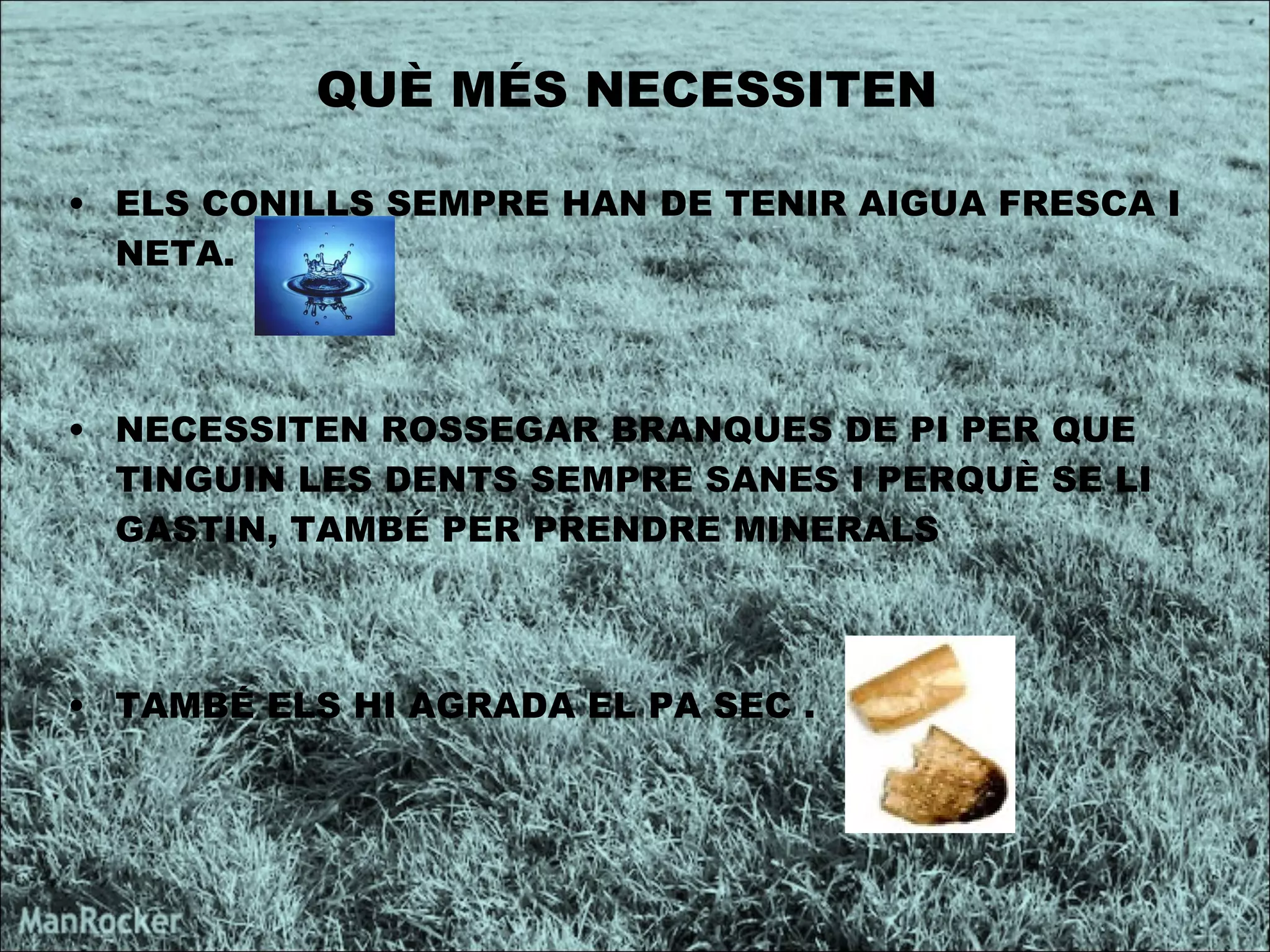 QUÈ MÉS NECESSITEN  ELS CONILLS SEMPRE HAN DE TENIR AIGUA FRESCA I NETA. NECESSITEN ROSSEGAR BRANQUES DE PI PER QUE TINGUIN LES DENTS SEMPRE SANES I PERQUÈ SE LI GASTIN, TAMBÉ PER PRENDRE MINERALS  TAMBÉ ELS HI AGRADA EL PA SEC . 
