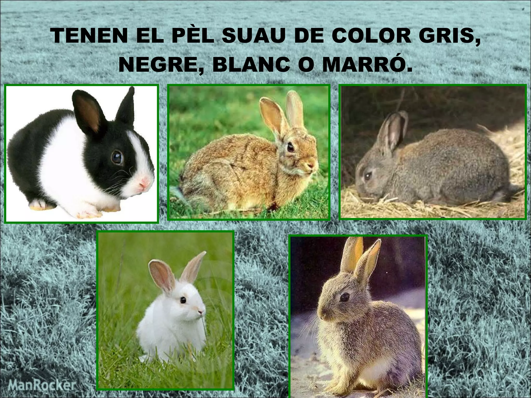 TENEN EL PÈL SUAU DE COLOR GRIS , NEGRE, BLANC O MARRÓ. 