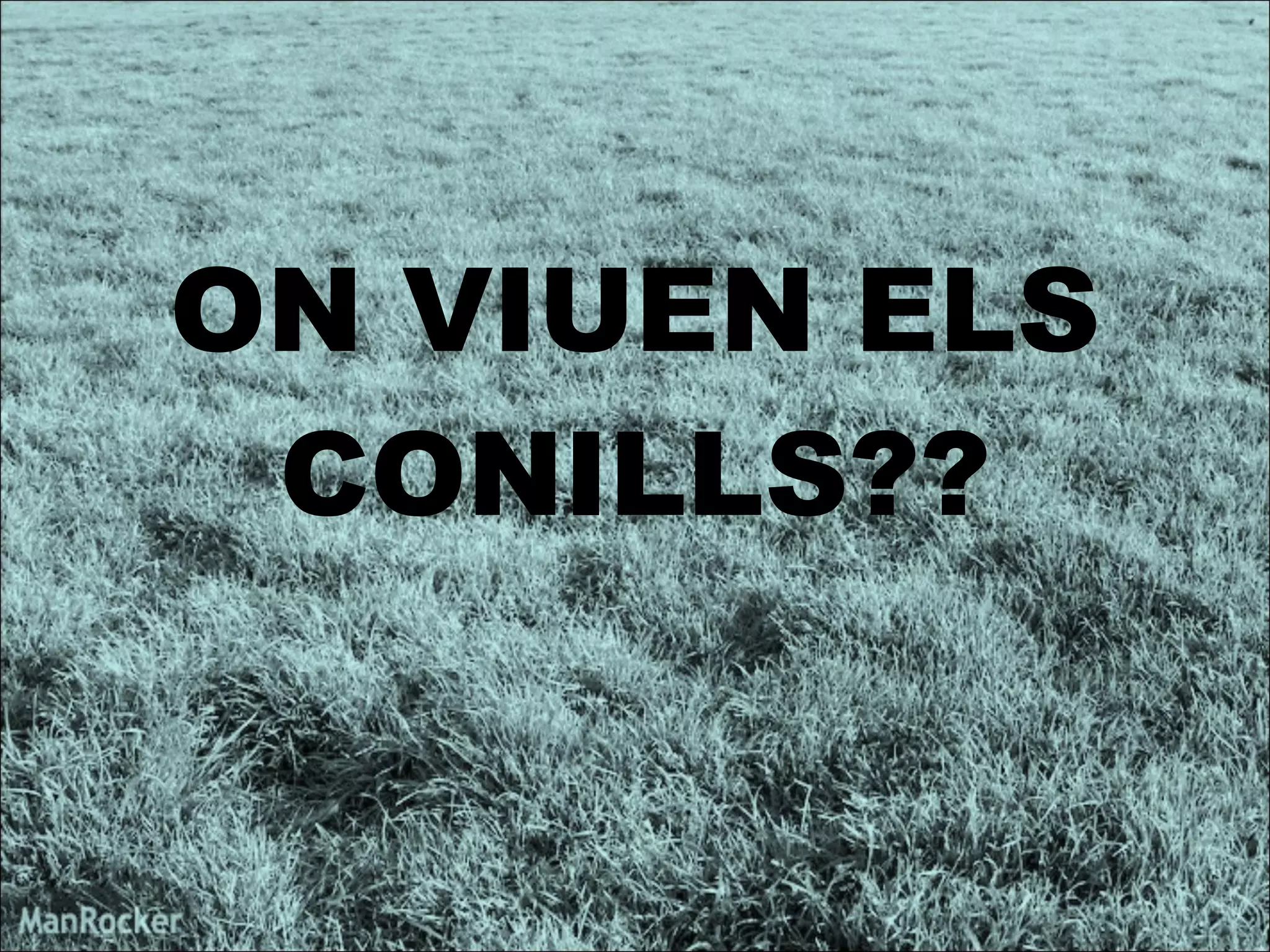 ON VIUEN ELS CONILLS?? 