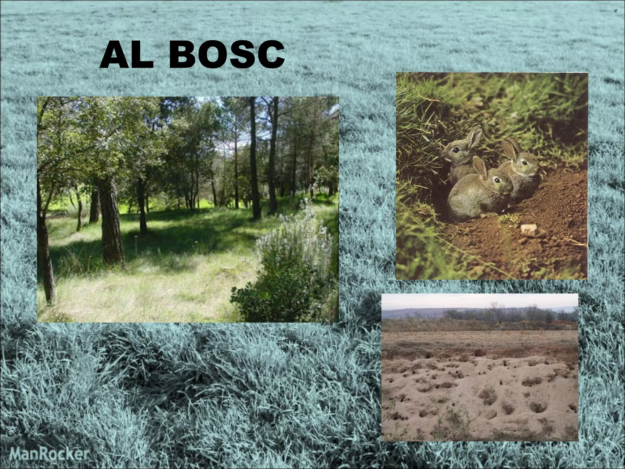 AL BOSC  