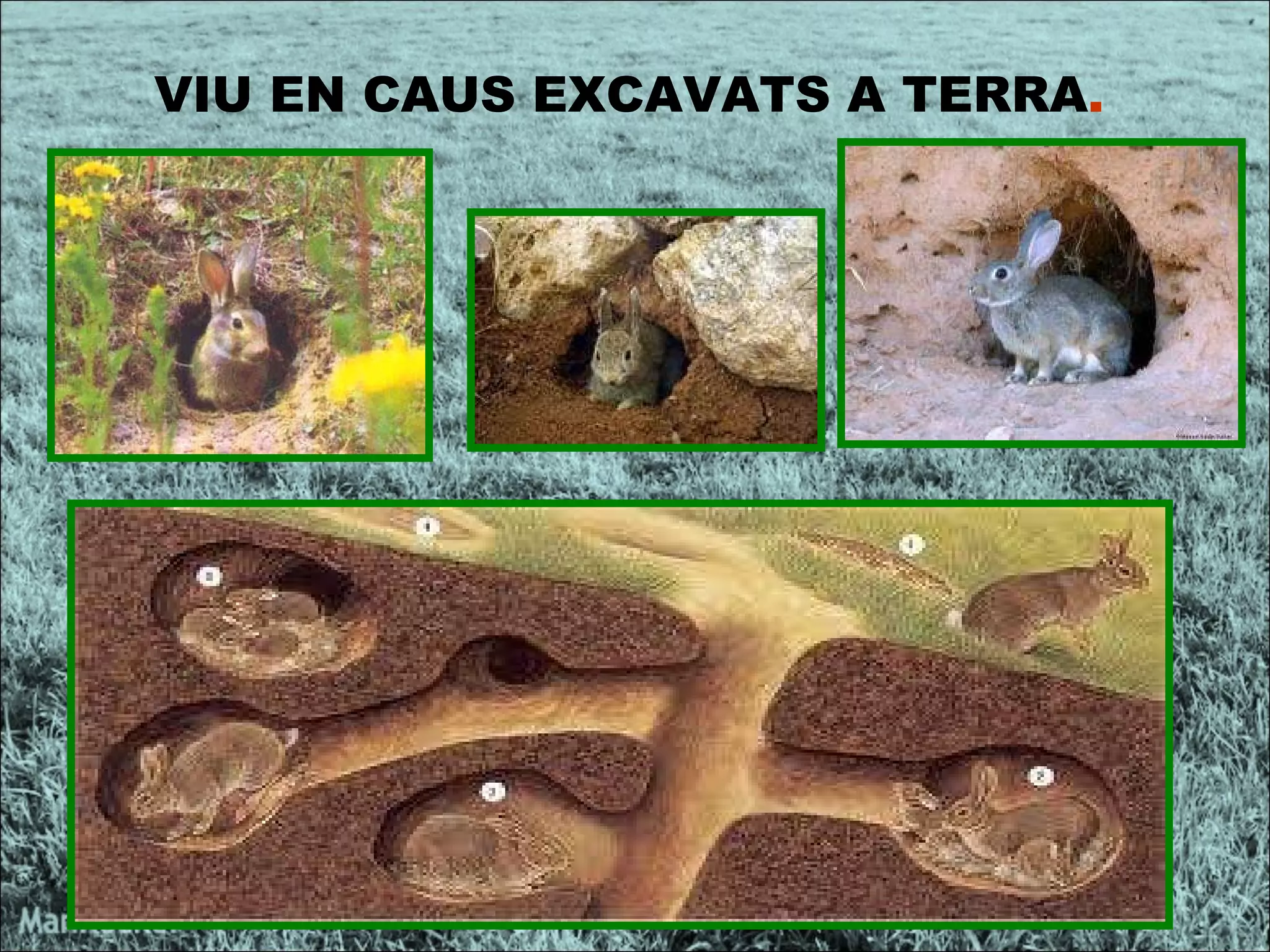 VIU EN CAUS EXCAVATS A TERRA . 