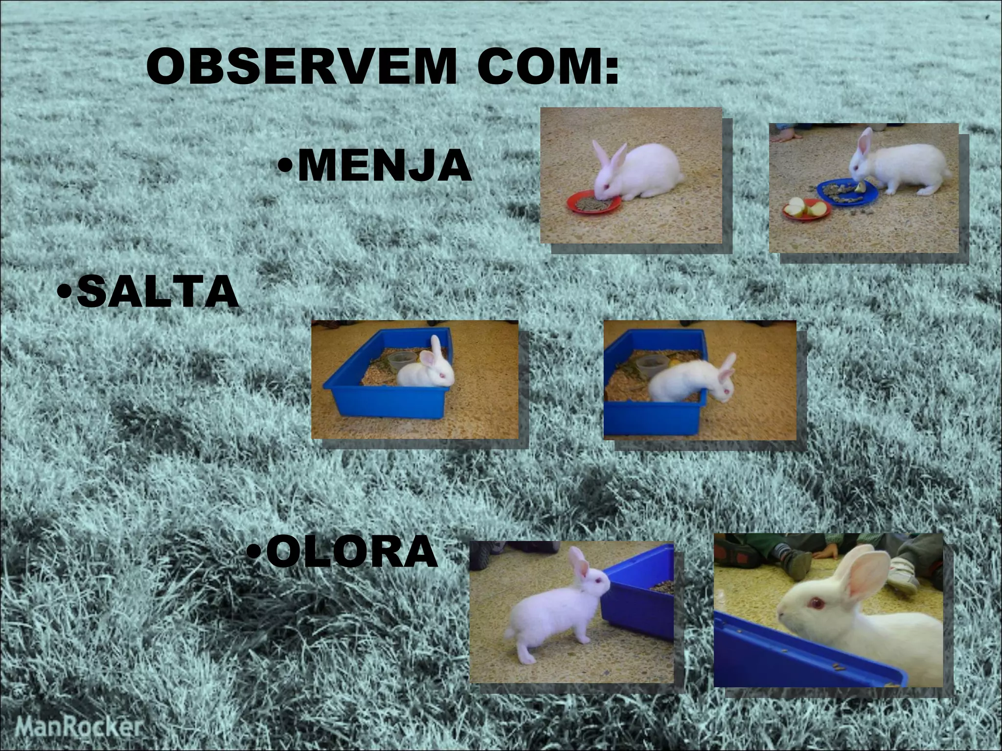 OBSERVEM COM: SALTA MENJA OLORA 
