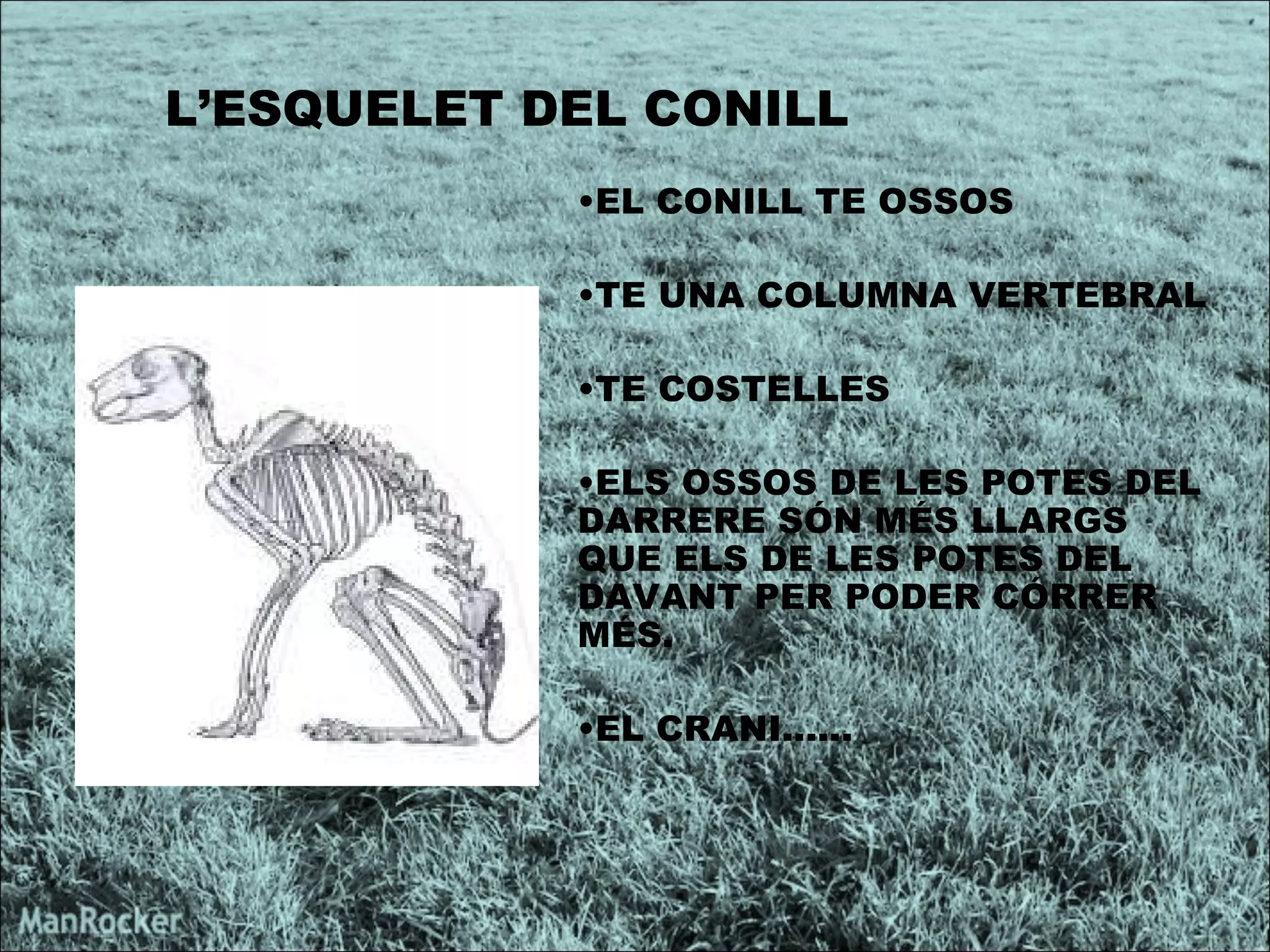 L’ESQUELET DEL CONILL  EL CONILL TE OSSOS TE UNA COLUMNA VERTEBRAL TE COSTELLES ELS OSSOS DE LES POTES DEL DARRERE SÓN MÉS LLARGS QUE ELS DE LES POTES DEL DAVANT PER PODER CÓRRER MÉS. EL CRANI...... 