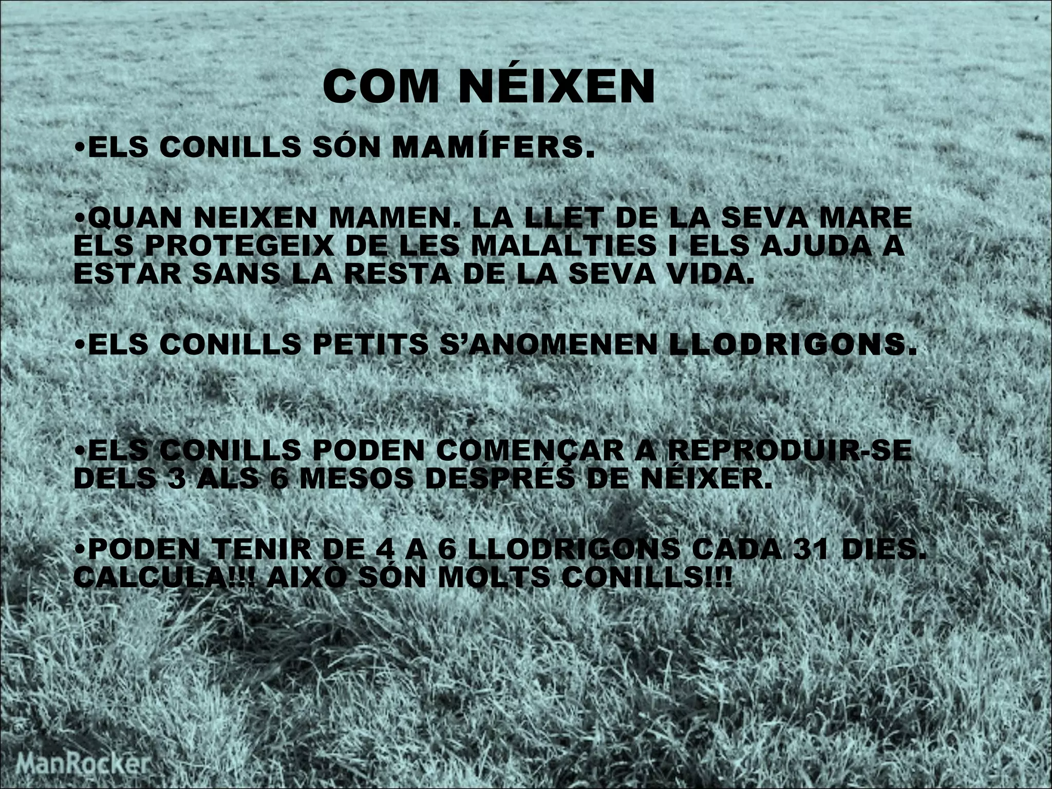 COM NÉIXEN  ELS CONILLS SÓN  MAMÍFERS. QUAN NEIXEN MAMEN. LA LLET DE LA SEVA MARE ELS PROTEGEIX DE LES MALALTIES I ELS AJUDA A ESTAR SANS LA RESTA DE LA SEVA VIDA. ELS CONILLS PETITS S’ANOMENEN  LLODRIGONS. ELS CONILLS PODEN COMENÇAR A REPRODUIR-SE DELS 3 ALS 6 MESOS DESPRÉS DE NÉIXER. PODEN TENIR DE 4 A 6 LLODRIGONS CADA 31 DIES. CALCULA!!! AIXÒ SÓN MOLTS CONILLS!!! 