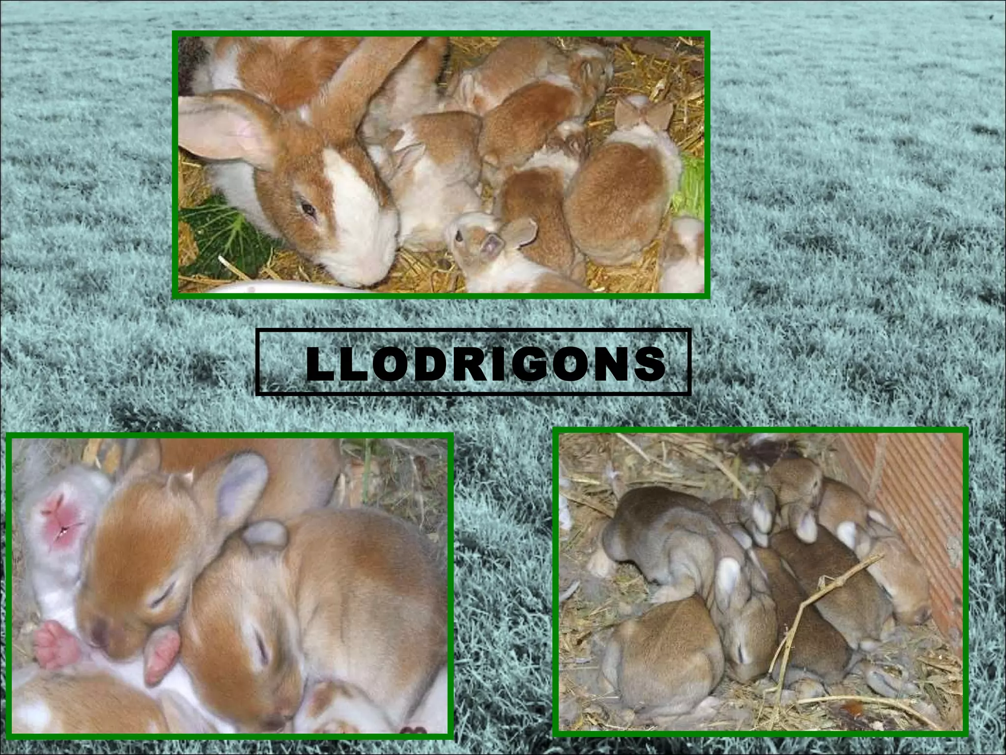 LLODRIGONS 