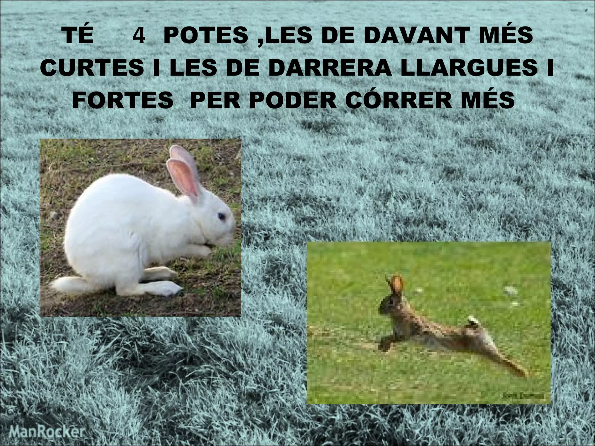 TÉ  4  POTES ,LES DE DAVANT MÉS CURTES I LES DE DARRERA LLARGUES I FORTES  PER PODER CÓRRER MÉS  