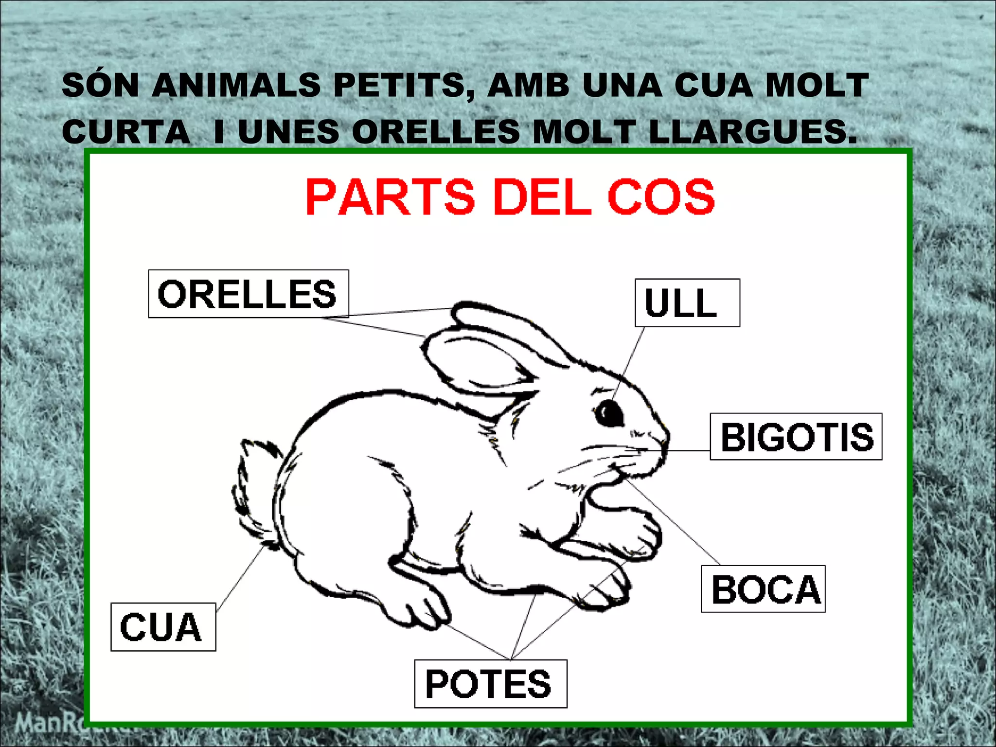 SÓN ANIMALS PETITS, AMB UNA CUA MOLT CURTA  I UNES ORELLES MOLT LLARGUES.   