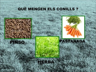 QUÈ MENGEN ELS CONILLS ? PINSO   PASTANAGA HERBA 