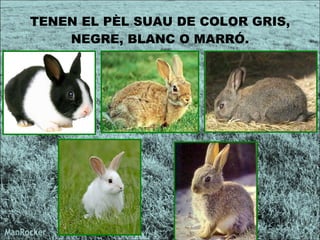 TENEN EL PÈL SUAU DE COLOR GRIS , NEGRE, BLANC O MARRÓ. 