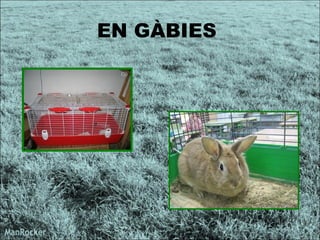 EN GÀBIES  
