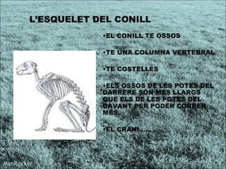 L’ESQUELET DEL CONILL  EL CONILL TE OSSOS TE UNA COLUMNA VERTEBRAL TE COSTELLES ELS OSSOS DE LES POTES DEL DARRERE SÓN MÉS LLARGS QUE ELS DE LES POTES DEL DAVANT PER PODER CÓRRER MÉS. EL CRANI...... 