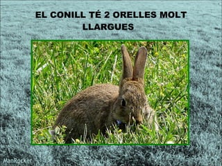 EL CONILL TÉ 2 ORELLES MOLT LLARGUES  