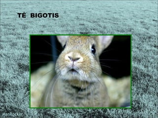 TÉ  BIGOTIS  