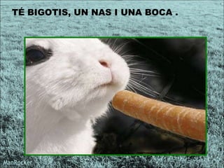 TÉ BIGOTIS, UN NAS I UNA BOCA . 