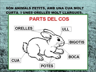 SÓN ANIMALS PETITS, AMB UNA CUA MOLT CURTA  I UNES ORELLES MOLT LLARGUES.   