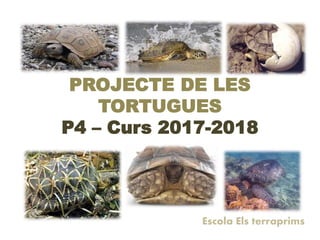 PROJECTE DE LES
TORTUGUES
P4 – Curs 2017-2018
Escola Els terraprims
 